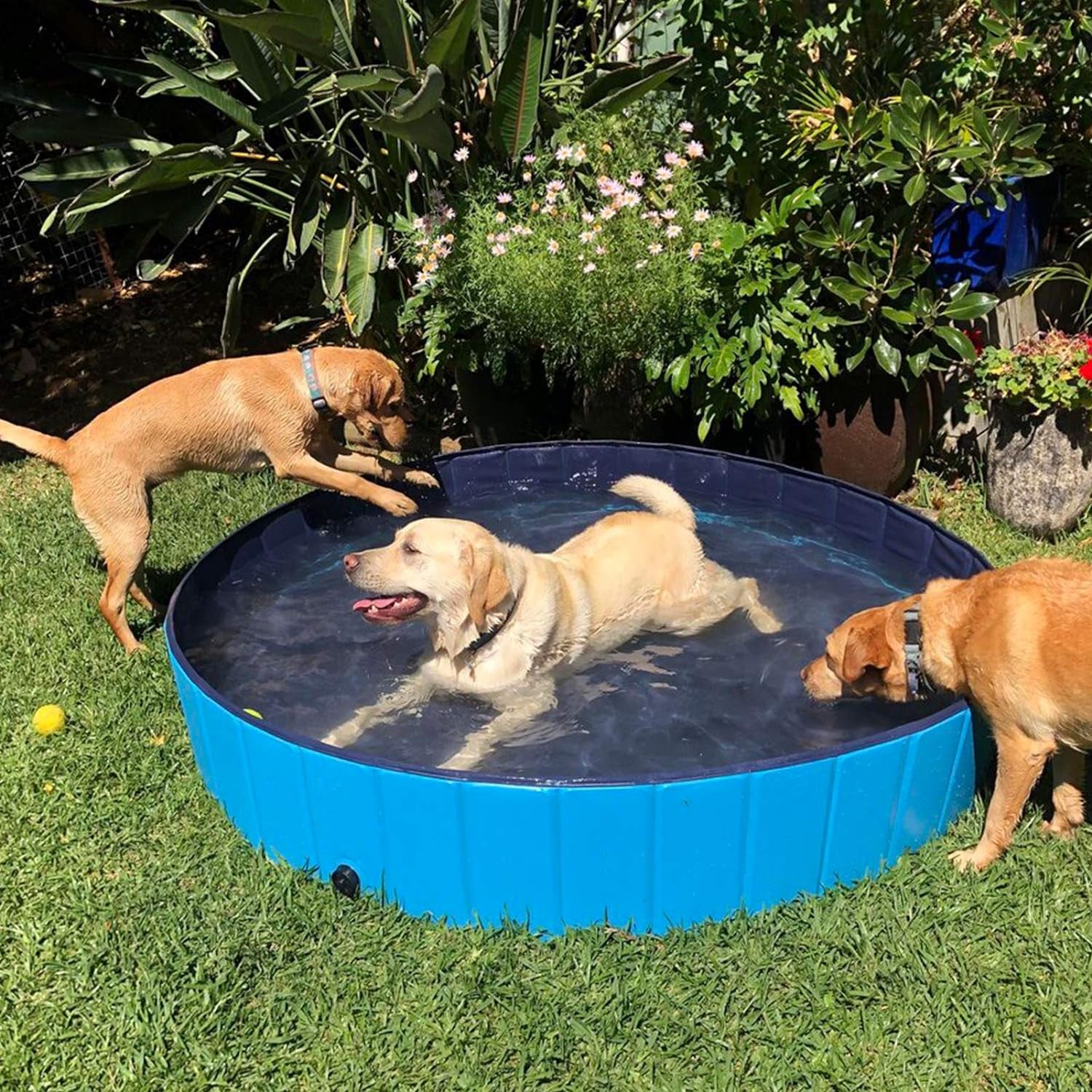 Dog Pool Foldable Pet Outdoor Swimming Pool Collapsible Anti-Slip Hard PVC Pet Paddling Bathtub for Large and Xtra Large Dogs, Kids, Pets((63'' * 12'')/(160Cm X 30Cm))